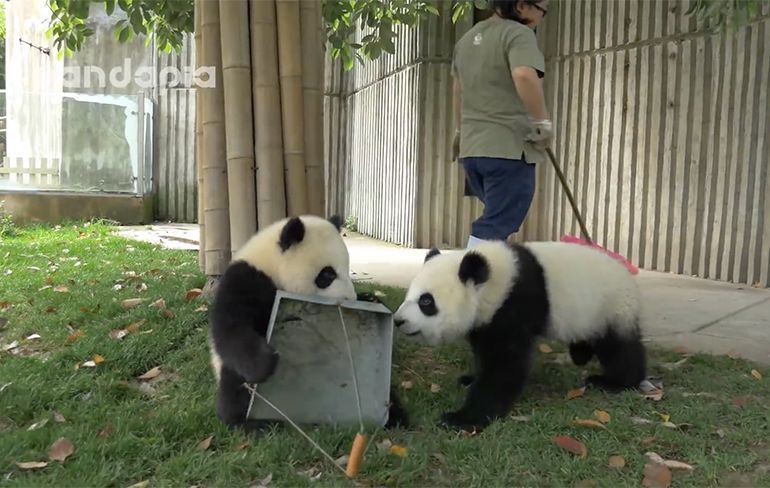 En jij denkt dat kindermeisje zijn van panda's een makkelijke baan is?