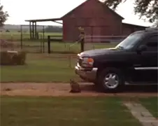 En zo had de poes ineens geen kitten meer...