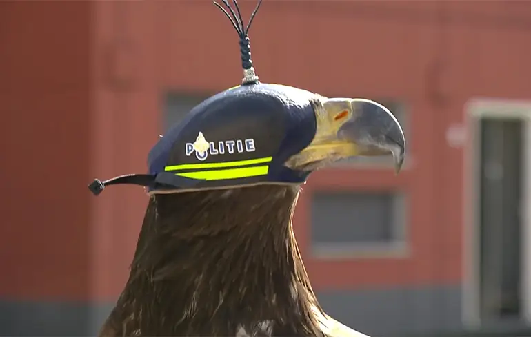 En zo vangt een adelaar van de Nederlandse politie een drone