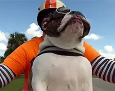 Engelse Bulldog is een zwaaiende baas!