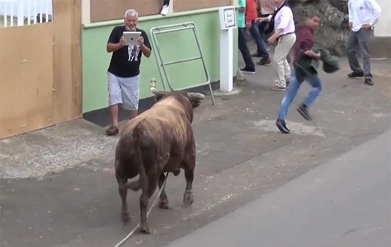 Enorme kloothommel probeert rennen met stieren met iPad te filmen...