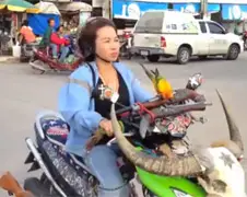 Even de vogel met scooter uitlaten