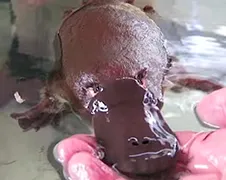 Even een vogelbekdier voeren en mee spelen