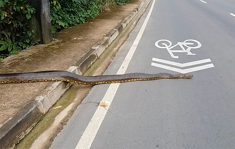 Even wachten, komt een anaconda de weg oversteken...
