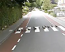 Familie eenden steken netjes de weg over!