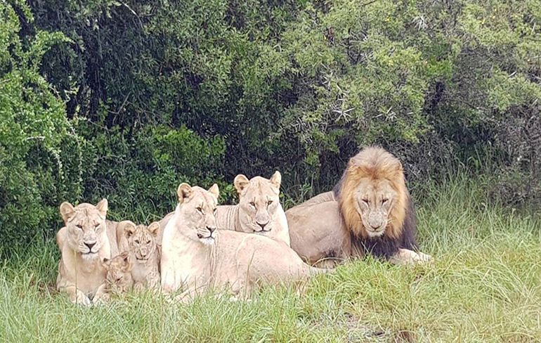 Feel Good nieuws: Groep stropers opgegeten door leeuwen in Zuid-Afrika