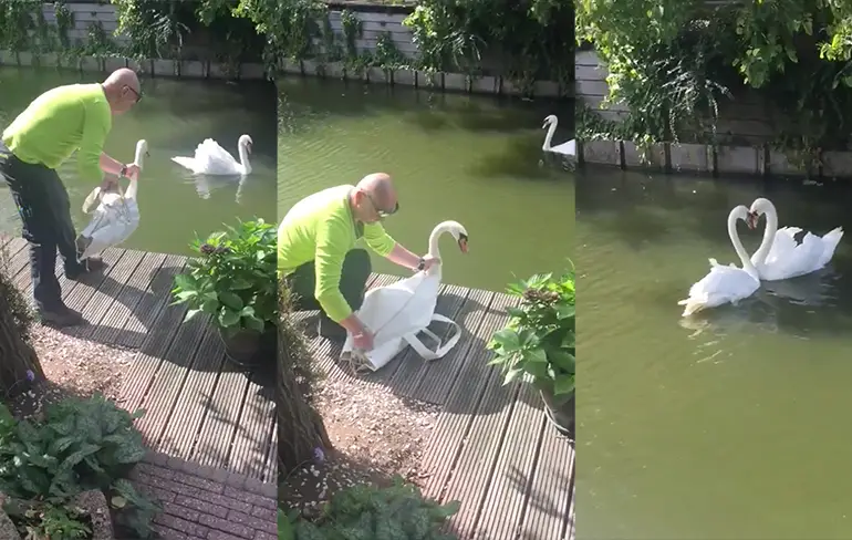 Feel good: Zwaan weer bij zijn geliefde