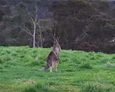 Fietser Ben zit midden in kangoeroe apocalypse