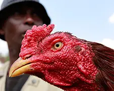 Foto's Combat des Coqs op Madagascar