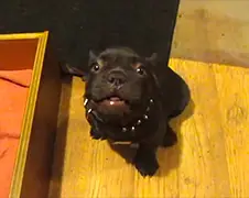 Franse Bulldog wil nog niet naar bed