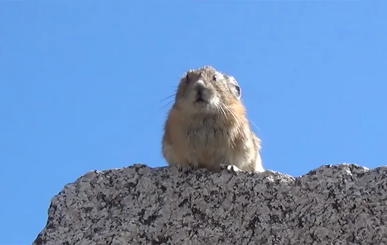 Freddie Mercury is terug als hamster