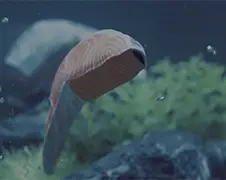Ga je voor Sashimi zalm of toch voor diepgevroren zalm?