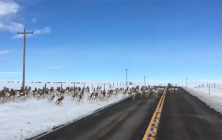 Gaffelbokken rennen een stuk op Highway 41 in Montana
