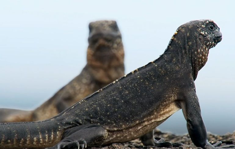 Galapagoslandleguanen moeten na uit ei kruipen gelijk rennen voor hun leven