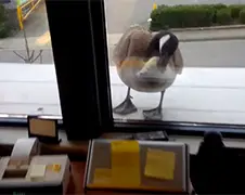 Gans heeft ruzie met zijn eigen spiegelbeeld