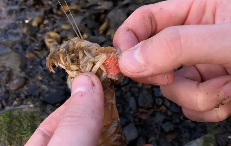 Garnalen redden door parasieten te verwijderen