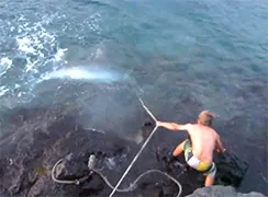 Gast vangt tijgerhaai van 4 meter met touw...