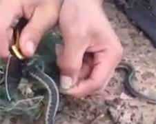 Gasten redden gevangen slang en krijgen een verrassing