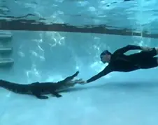 Gator Boys halen alligator uit zwembad
