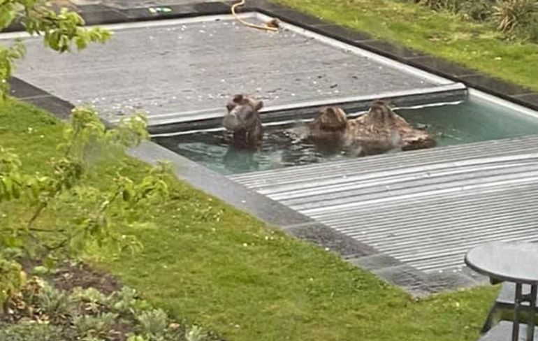 Geen grap: Er staat een kameel in mijn zwembad