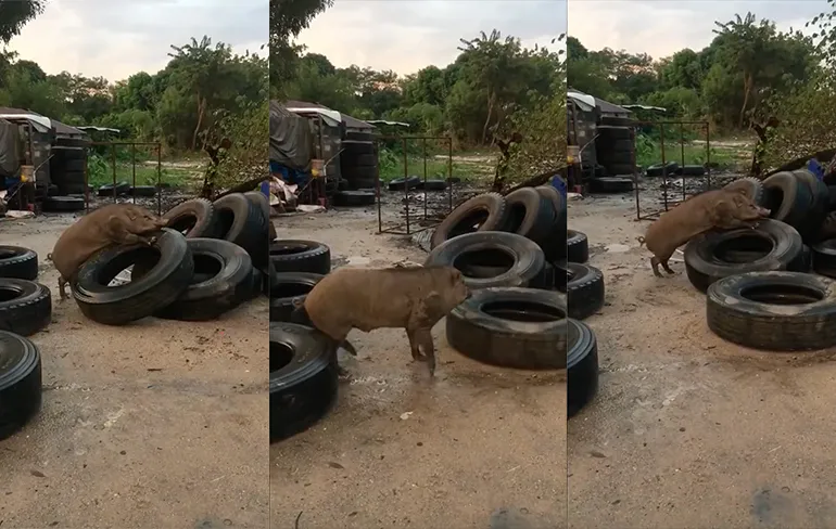 Geil varken moet misschien even langs een opticien...