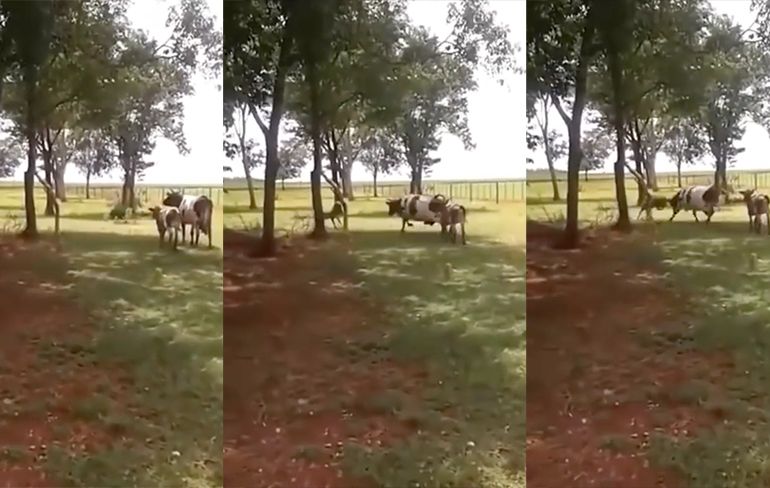 Geit stuurt koe naar eeuwige jachtvelden met kopstoot