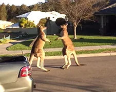 Gewoon 2 kangoeroes met elkaar op de vuist