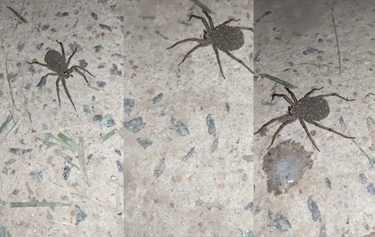 Gewoon de fik erin en niet spugen op spin met kroost