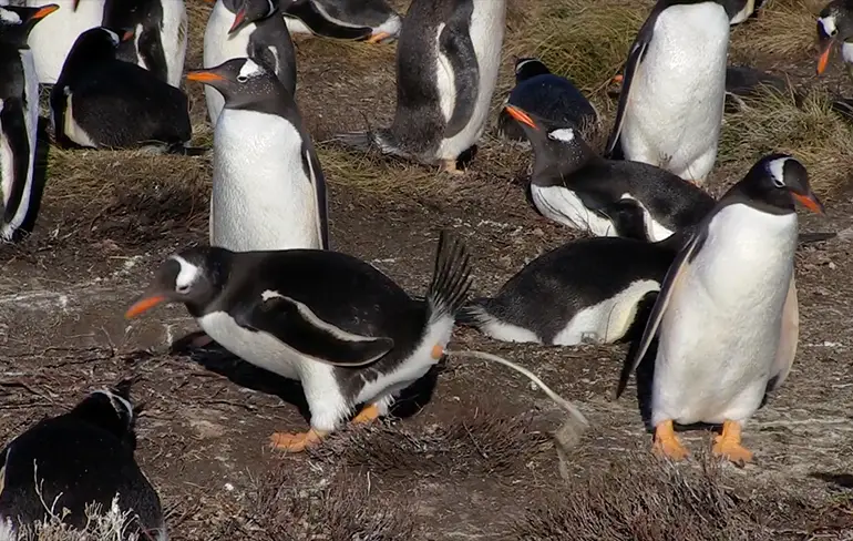 Gewoon een compilatie pinguïns die poepen!