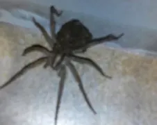 Gewoon een enge video van een Wolfspin met kindjes...