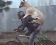 Gewoon een geit op een fiets...