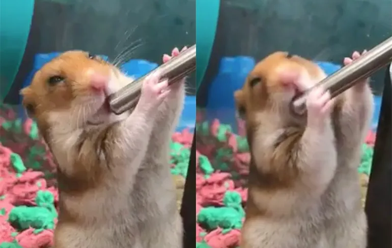 Gewoon een schattige hamster die aan het drinken is