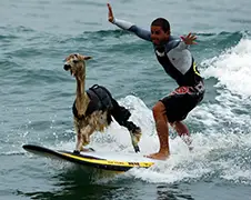 Gewoon een verzameling gekke dieren...