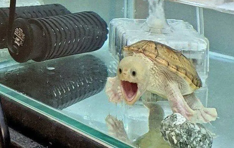 Gewoon een verzameling hilarische foto's #1393