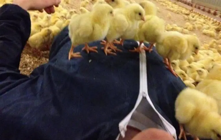 Gewoon een verzameling hilarische foto's #1411