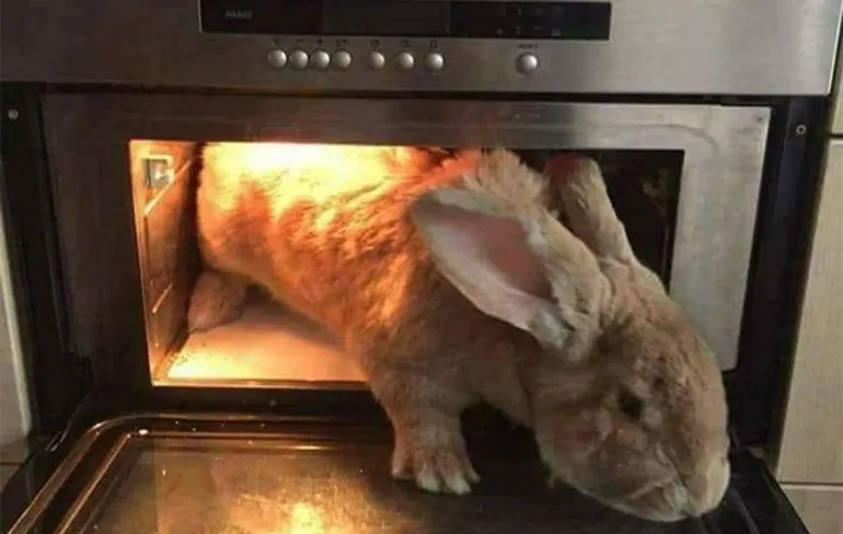 Gewoon een verzameling hilarische foto's #1063