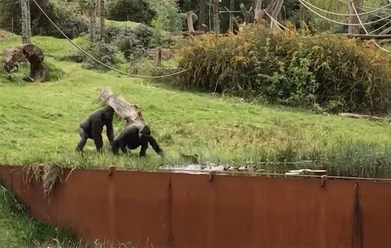 Gezellig dagje Apenheul... Nou niet voor kleine eendjes!