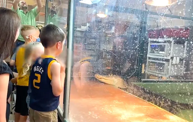 Gezellig kinderfeestje Alligator valt verzorger aan en doet death roll