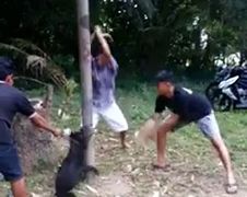 Gezocht daders verschrikkelijke mishandeling hond op Bali