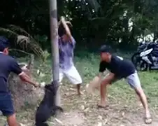 Gezocht daders verschrikkelijke mishandeling hond op Bali