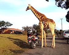 Giraffe wil motor alle hoeken van savanne laten zien!