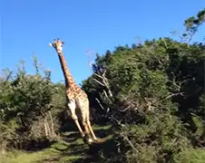 Giraffe zit Jeep achterna