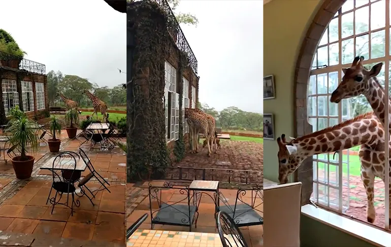 Giraffen ontbijten gezellig mee in Giraffe Manor hotel in Kenia