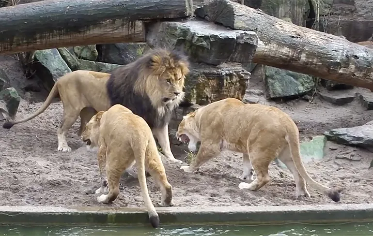 Goed nieuws voor de vogels: Noodlijdend Artis neemt afscheid van leeuwen