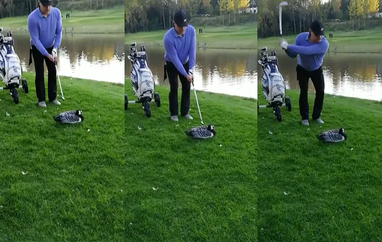 Golfer in Finland maakt einde aan leven van gans
