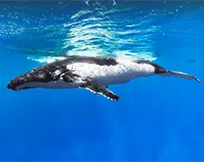 Google lanceert Ocean View