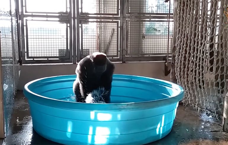 Gorilla Zola speelt in zwembadje in dierentuin van Dallas