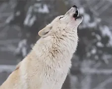 Groep wolven veranderen rivier in Yellowstone National Park