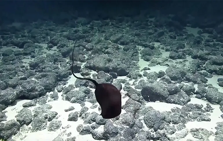 Grootbekaal vastgelegd in zijn natuurlijke omgeving