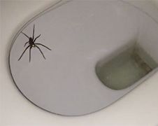 Grote spin in Australië wil absoluut niet dood!